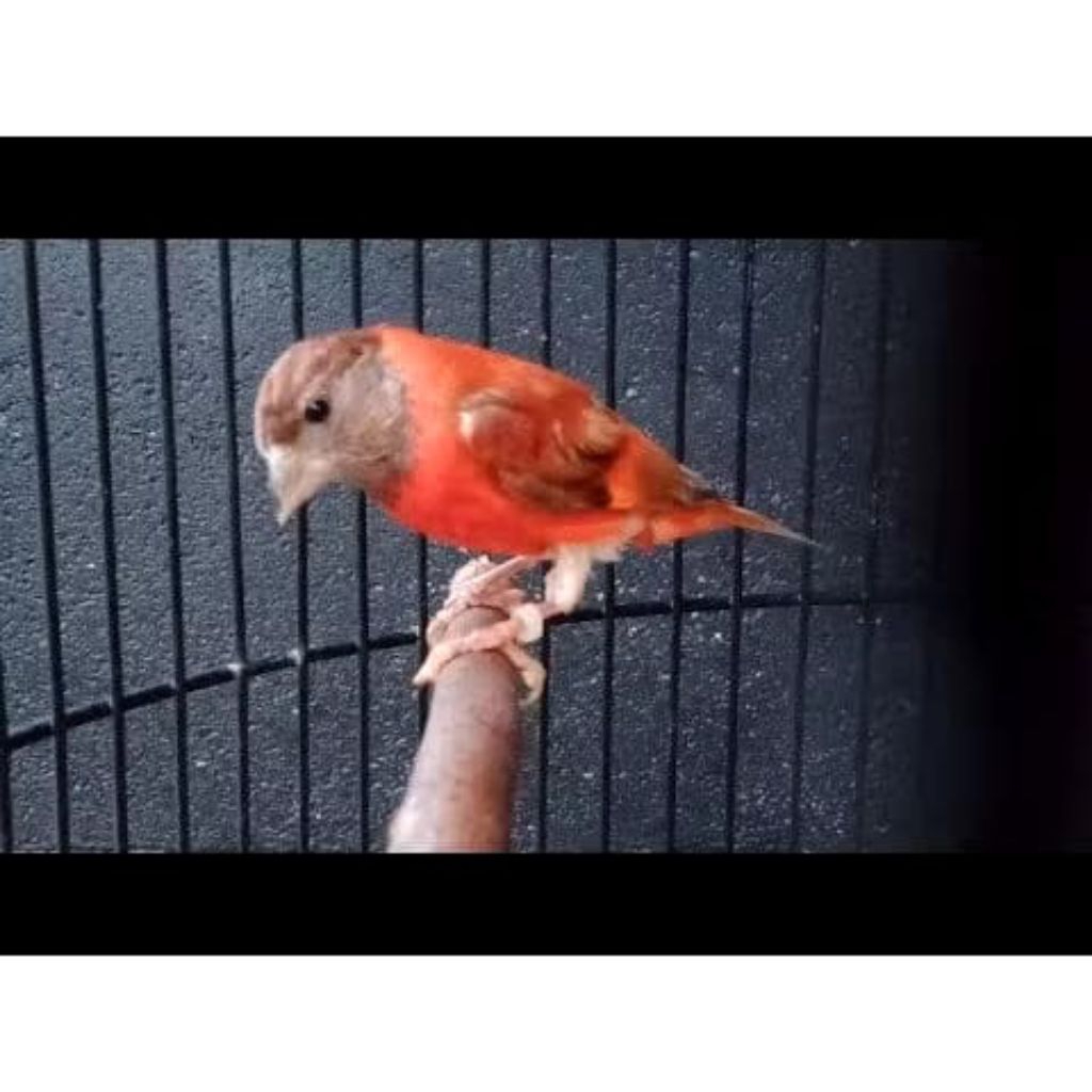Burung Red Siskin diluxe Trotol Jantan Istimewa