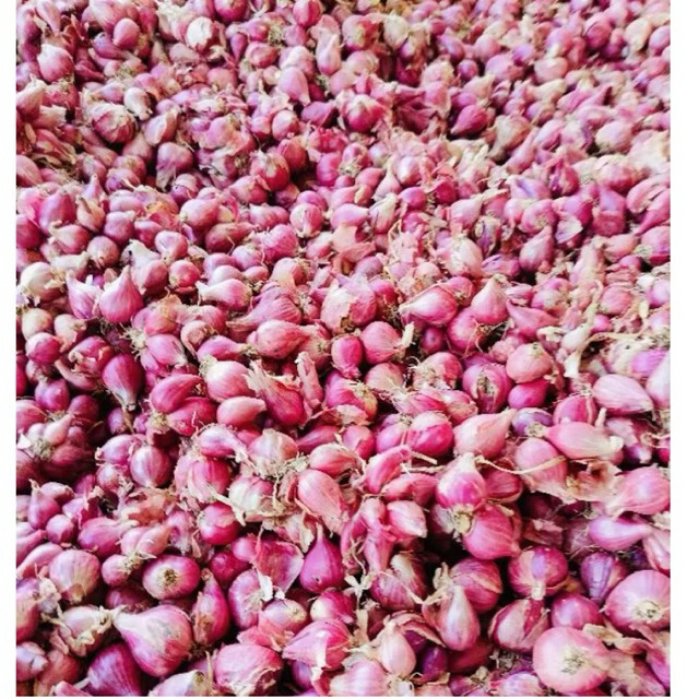 

bawang merah siap masak & kering