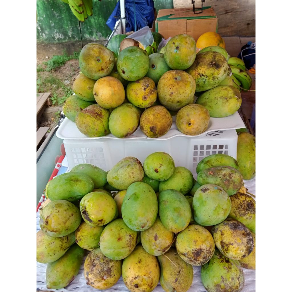 

MANGGA HARUM MANIS (MANISSSS)