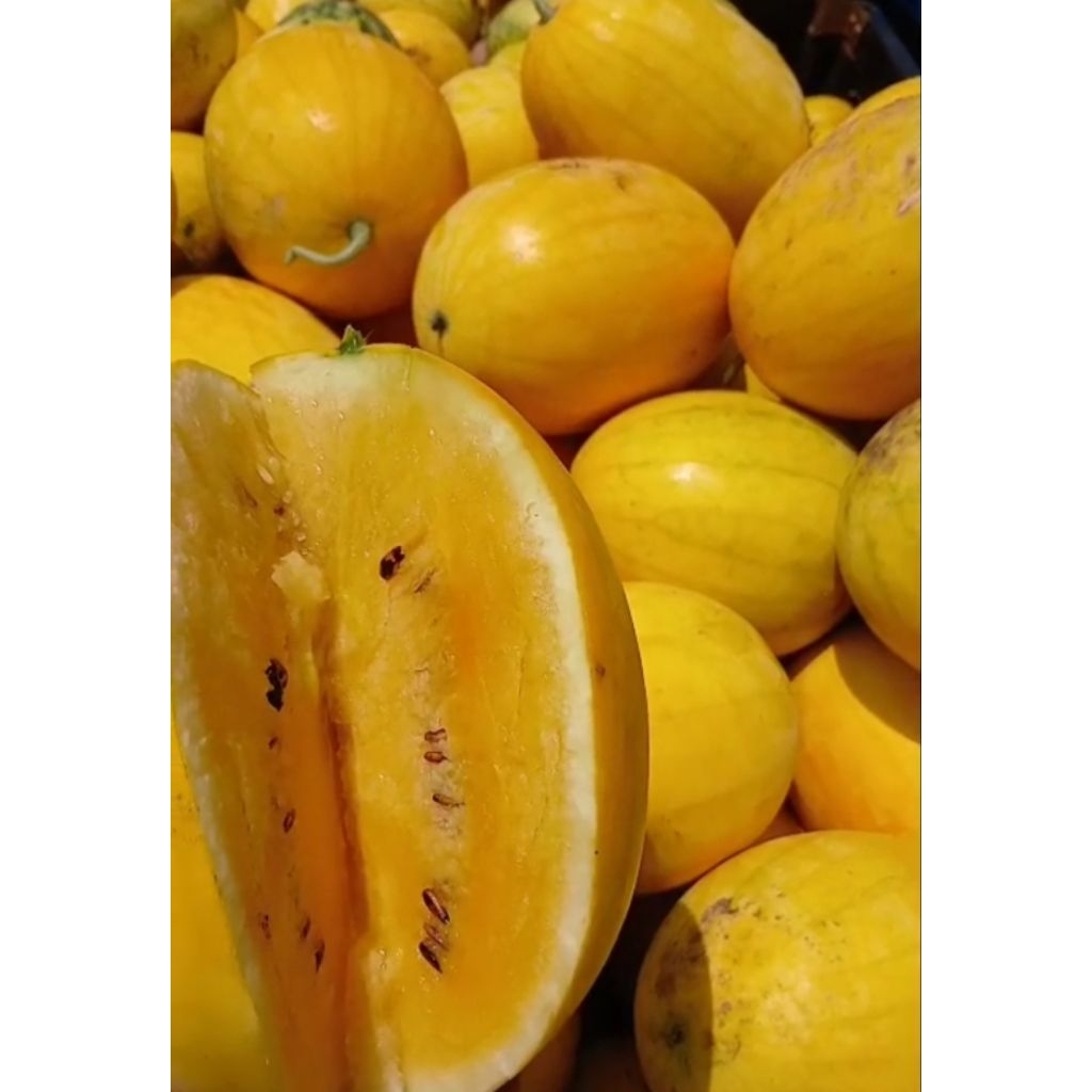 

semangka golden inden.