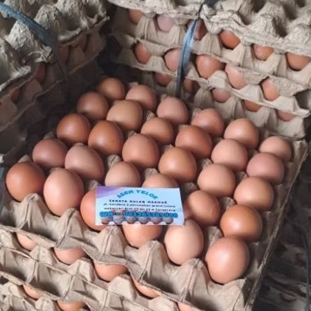 

TELOR AYAM NEGERI ( NEGRI ) 1 KG ISI 15 DAN 16 BUTIR