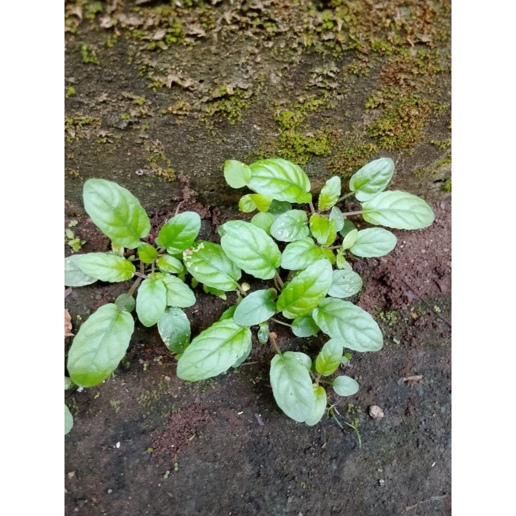 

Daun Gempur Batu / keji beling 250 Gram Segar Baru Petik