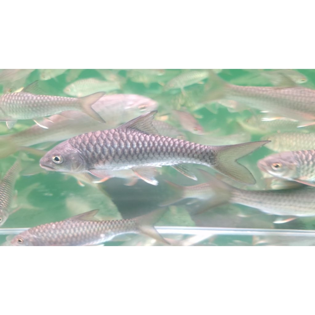 (Ketapang Cair)Tor Tambroides Sumatra WC