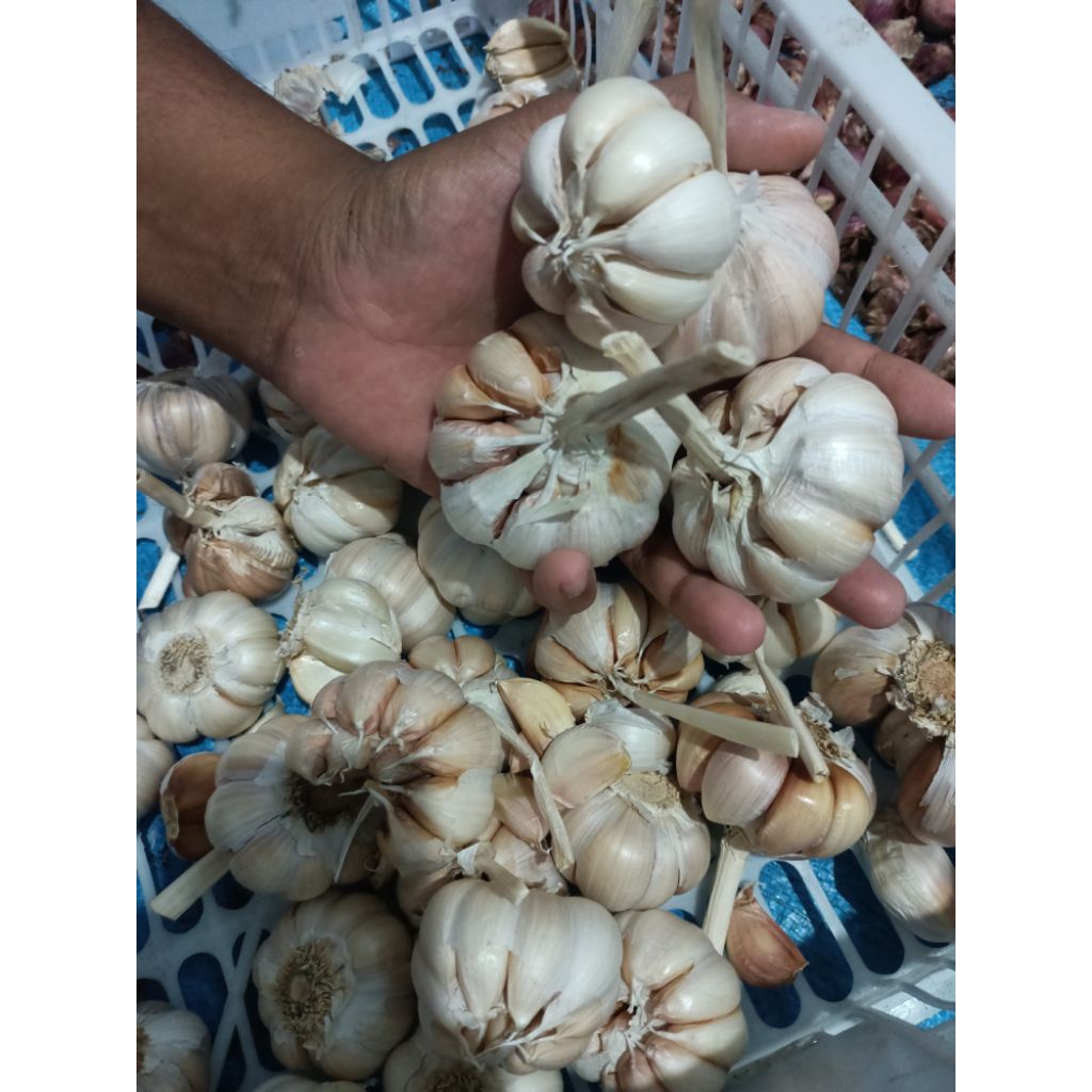 

BAWANG PUTIH SINCO BESAR BERSIH