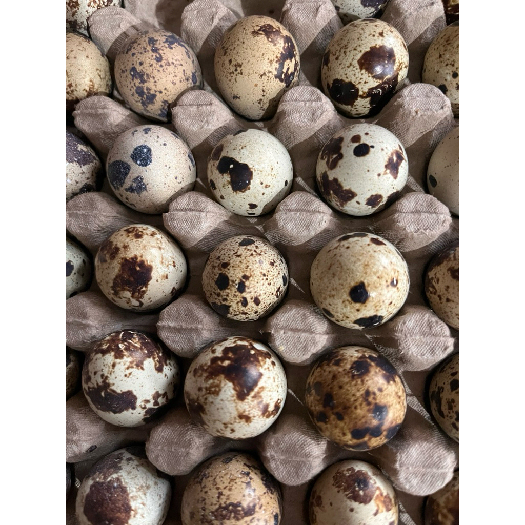 

INSTAN - Telur Burung Puyuh per butir