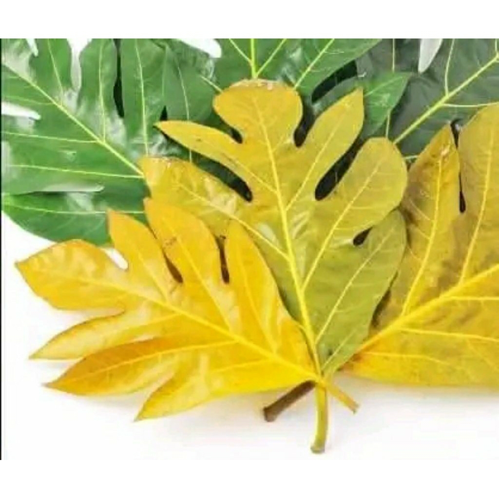 

Daun sukun segar tua herbal