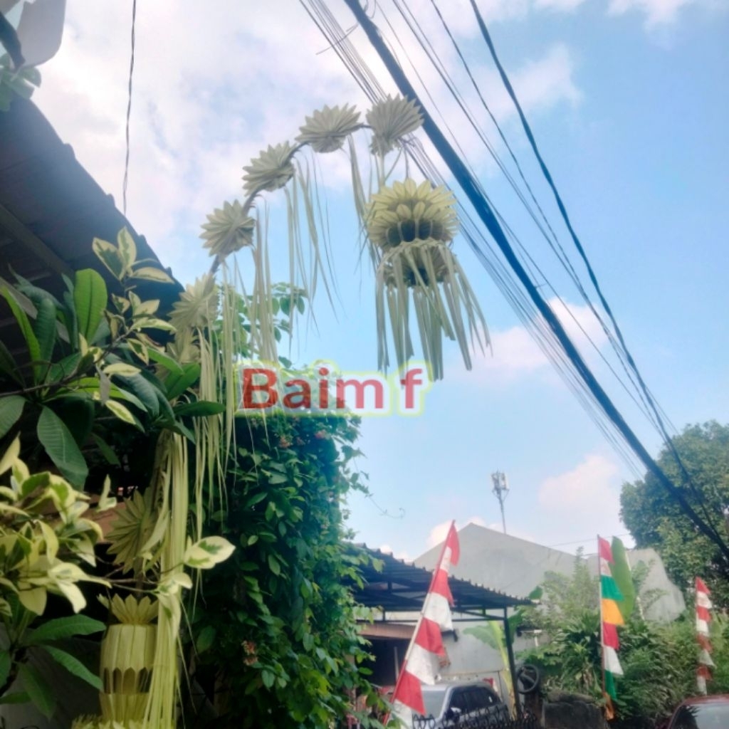 Janur kuning  asli/janur kuning/janur super/ janur custom warna/janur kipas