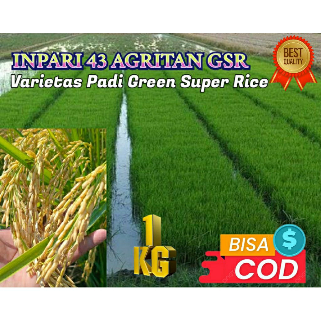 BENIH PADI SUPER (INPARI 43 AGRITAN GSR) KEMASAN 1KG ORIGINAL