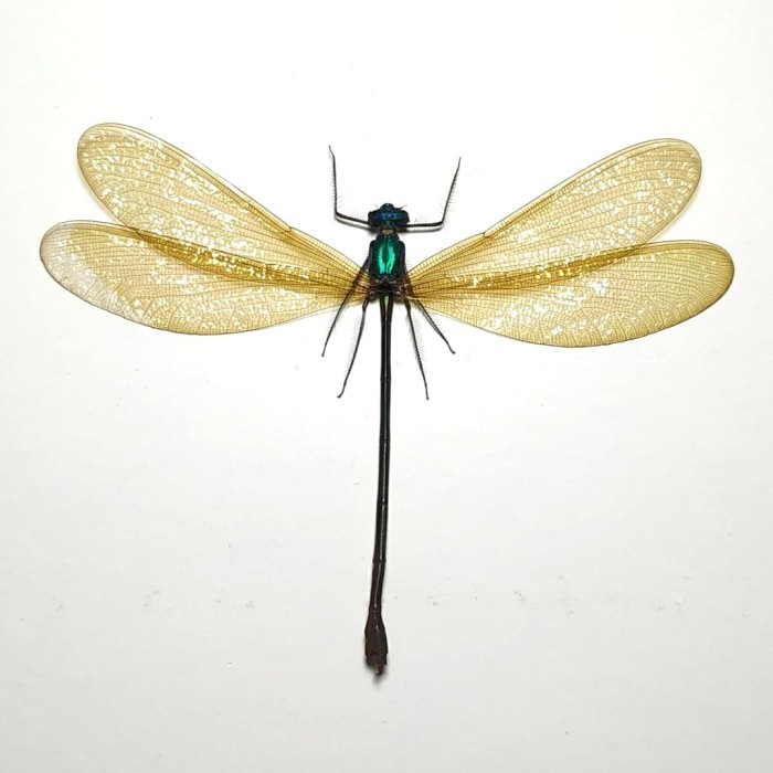 insektarium awetan serangga capung anisoptera