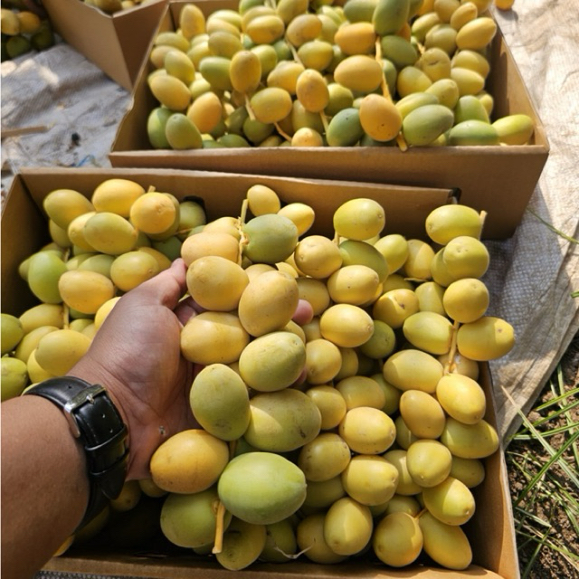 

Kurma Muda Barkhee Premium – Fresh Sweet Dates | Pre Order | Program Hamil & Kesehatan (500/1kg)
