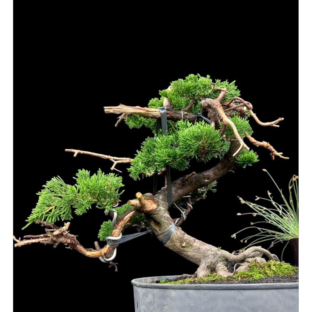 bonsai cemara sinensis