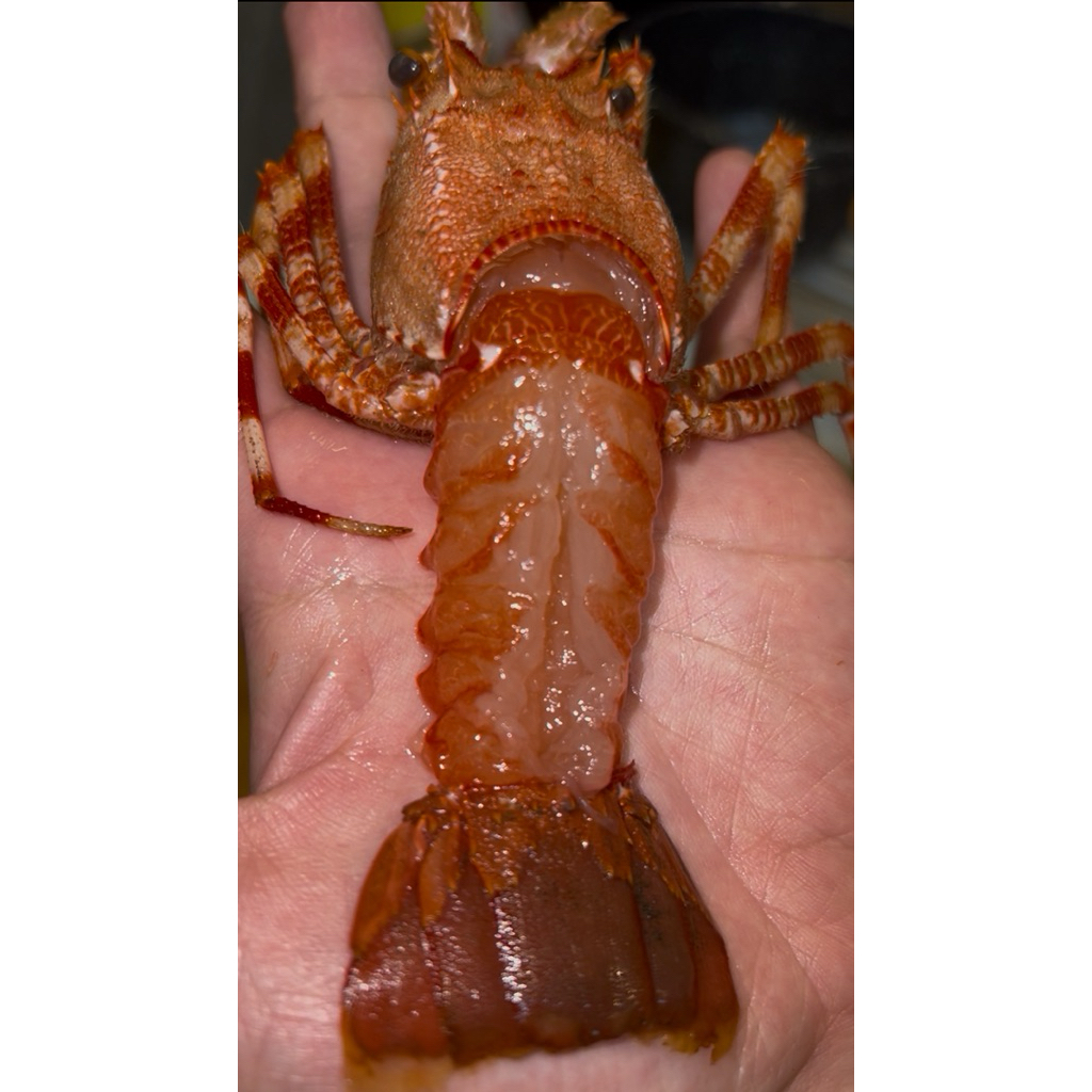 

Kubo Shrimp Jepang HIDUP Per Ekor