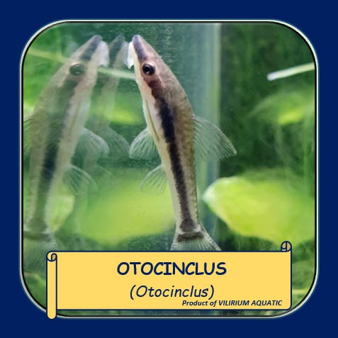 IKAN HIAS AIR TAWAR - OTOCINCLUS / OTOS (ALGAEATER / IKAN PEMAKAN LUMUT)