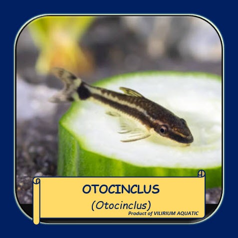 IKAN HIAS AIR TAWAR - OTOCINCLUS / OTO (ALGAEATER / IKAN PEMAKAN LUMUT)