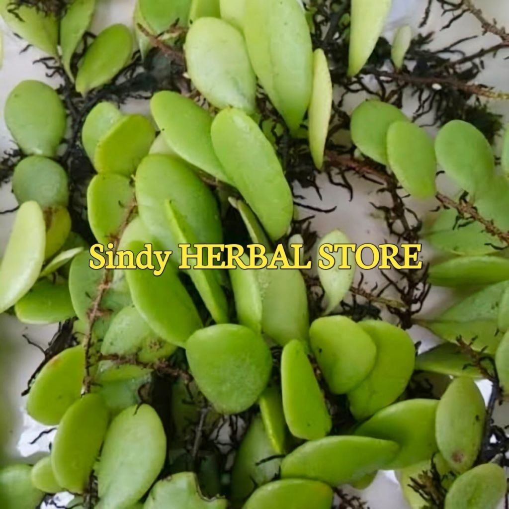 

Daun Picisan Duduitan Segar Isi Per 500 Gram Alami