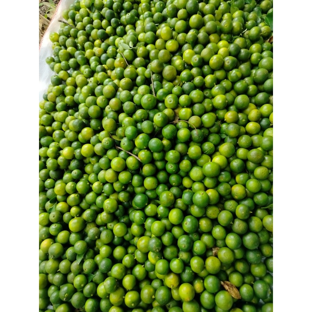 

1kg jeruk Sonkit jeruk Kasturi jeruk kunci jeruk lemon cui FRES segar