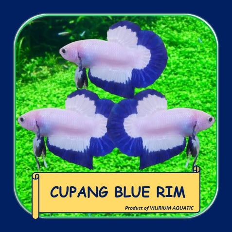 IKAN HIAS AIR TAWAR - IKAN CUPANG PLAKAT BLUE RIM
