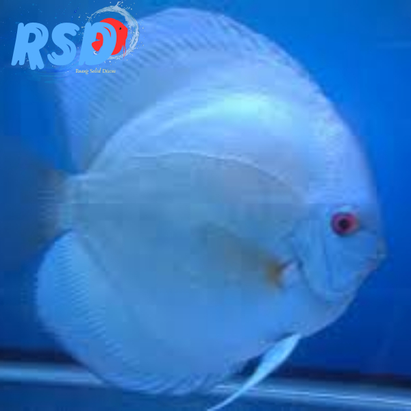 [RSD] Ikan Discus Blue Diamond / Blue Diamond Discus Fish