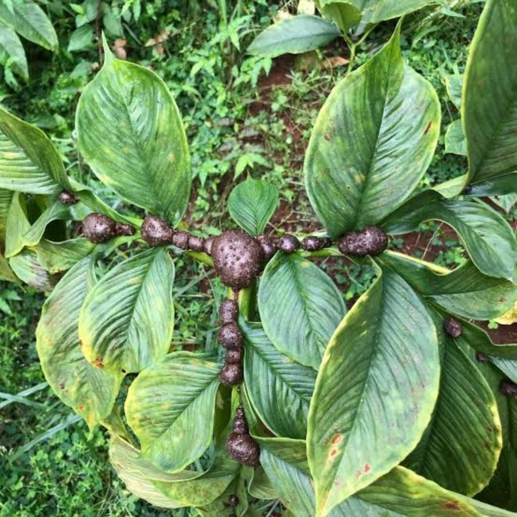 Lintang Gardening Bibit Porang Super - Porang Porang Jumbo