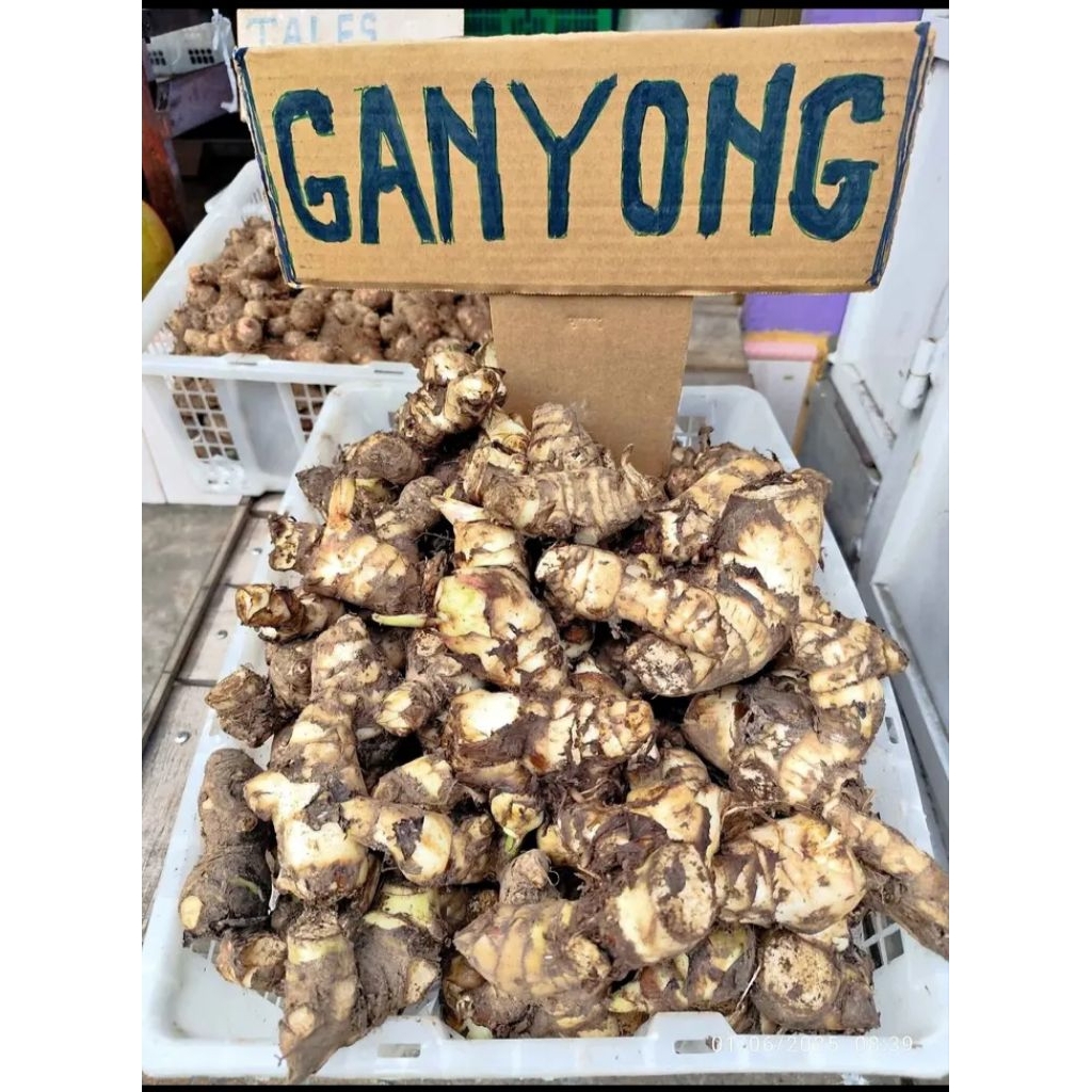 

Ubi ganyong atau ganjol segar dan fres kemasan 1kg