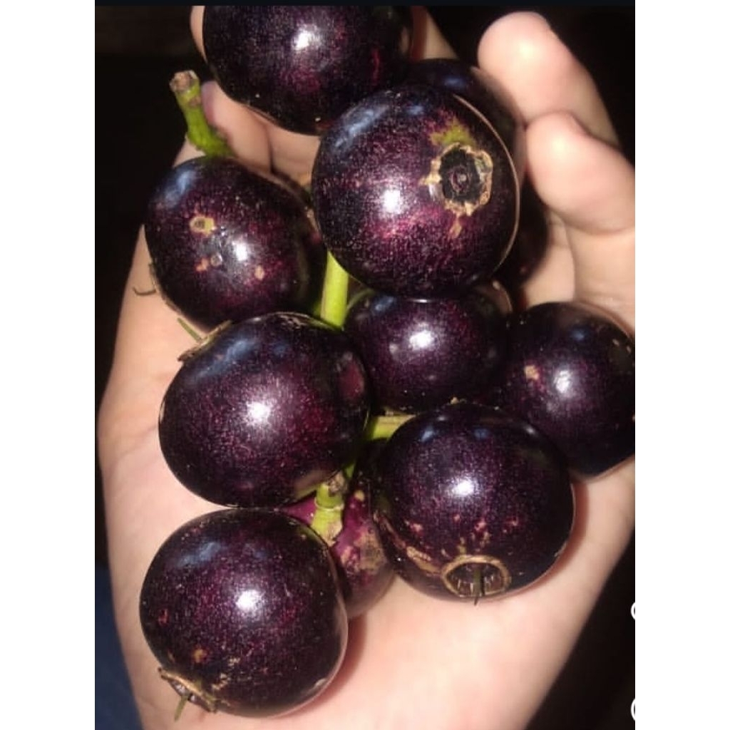 

BUAH KUPA SEGAR / BUAH GOWOK 1 KG ( READY STOK BUAT YANG LAGI NGIDAM ASEM ASEM )