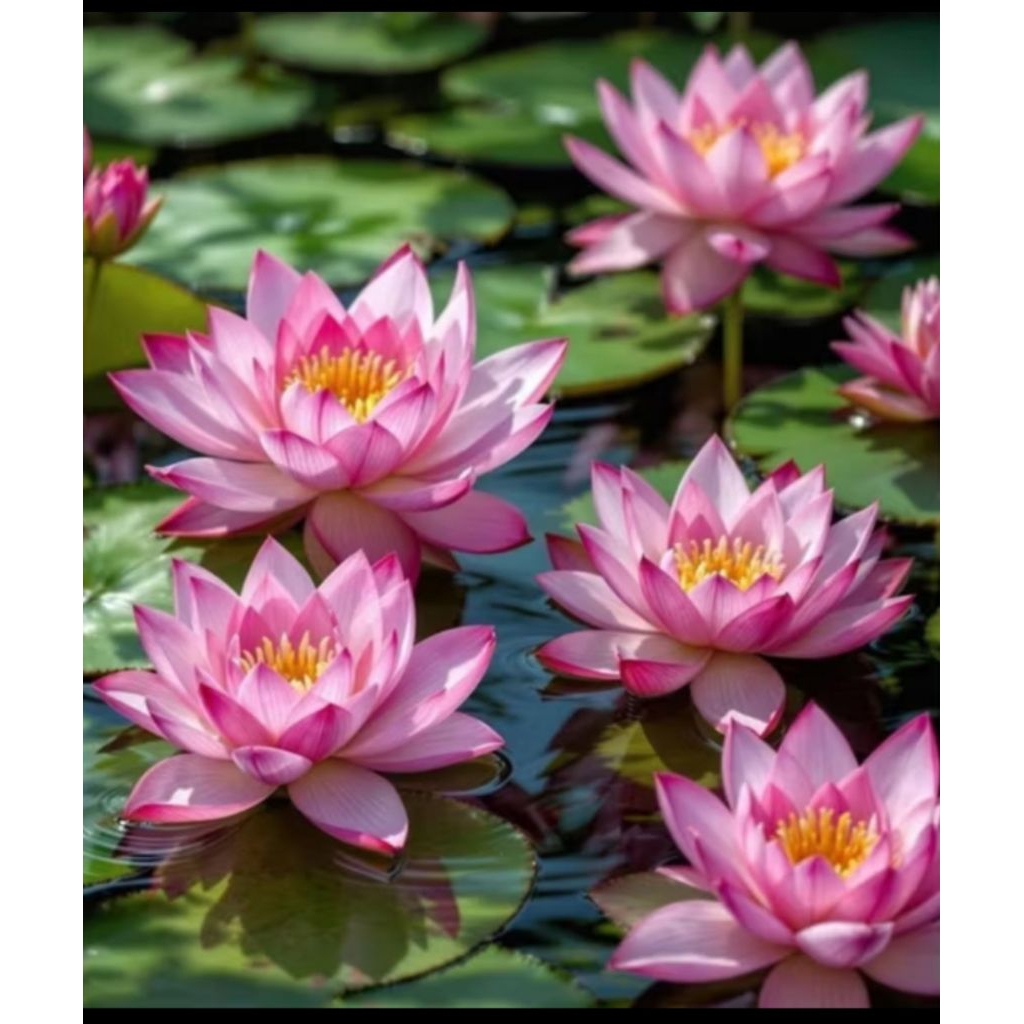 15 Biji/ Benih Bunga Teratai