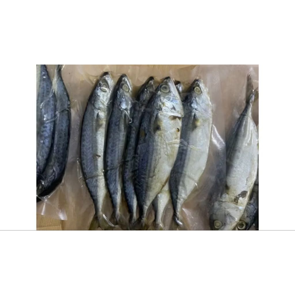 

ikan peda jumbo