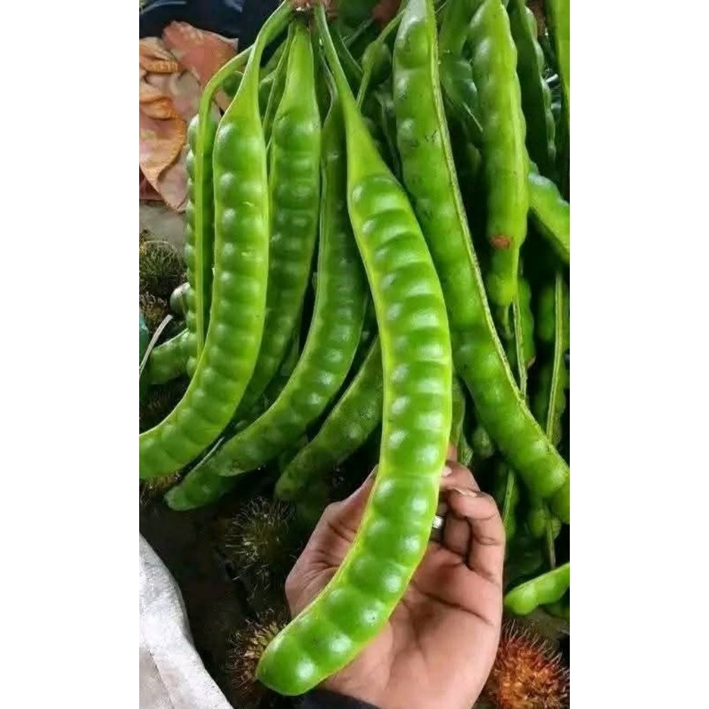 

pete padi pedek biasa pilhan per 10 papan