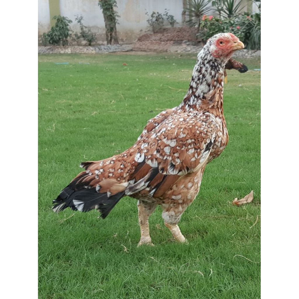 TELUR FERTIL AYAM ELBA PETELUR HANDAL INDUKAN TERSLEKSI UNTUK DI TETASKAN