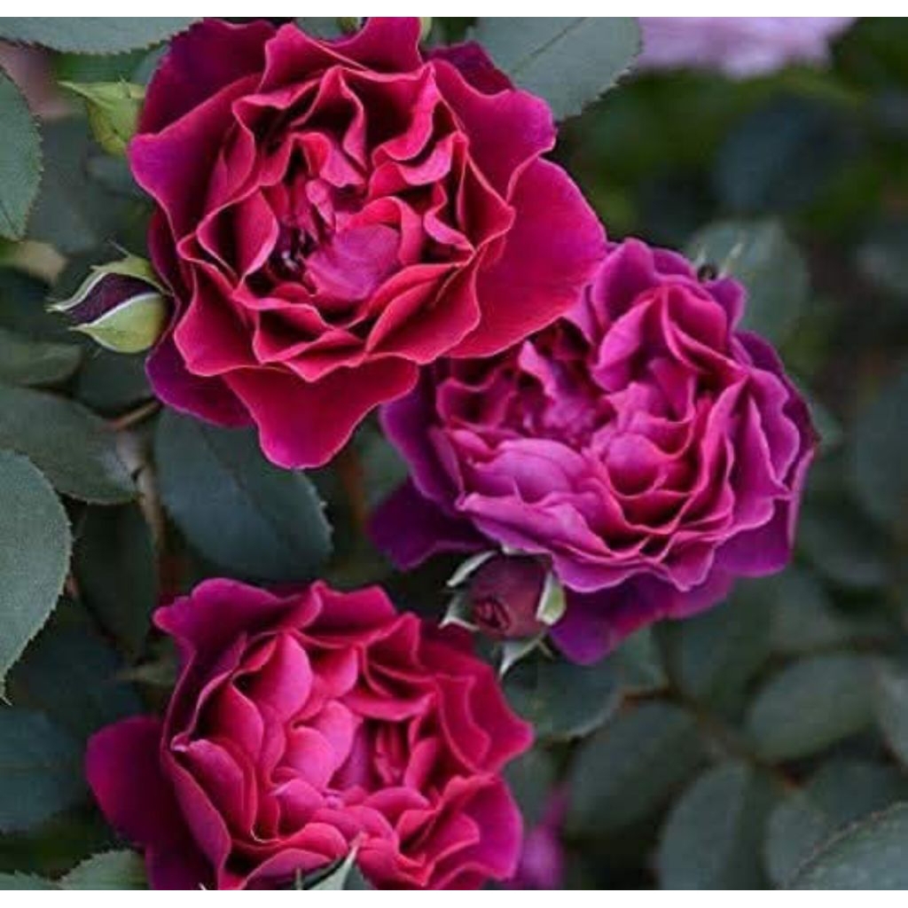 MAWAR IMPORT ODISSEIA (dewasa)