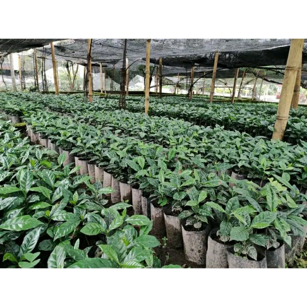 

bibit kopi arabika unggul/pcs