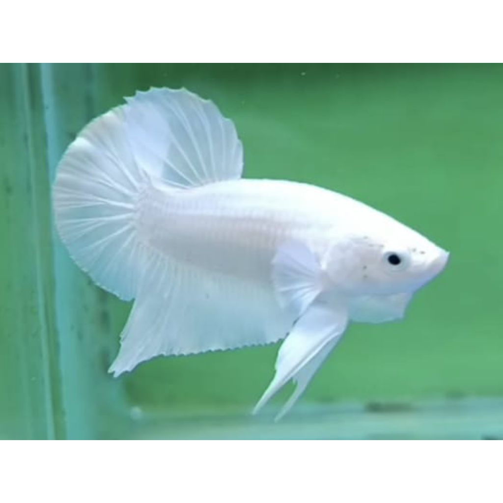 Cupang Plakat White Platinum + Pk White Platinum