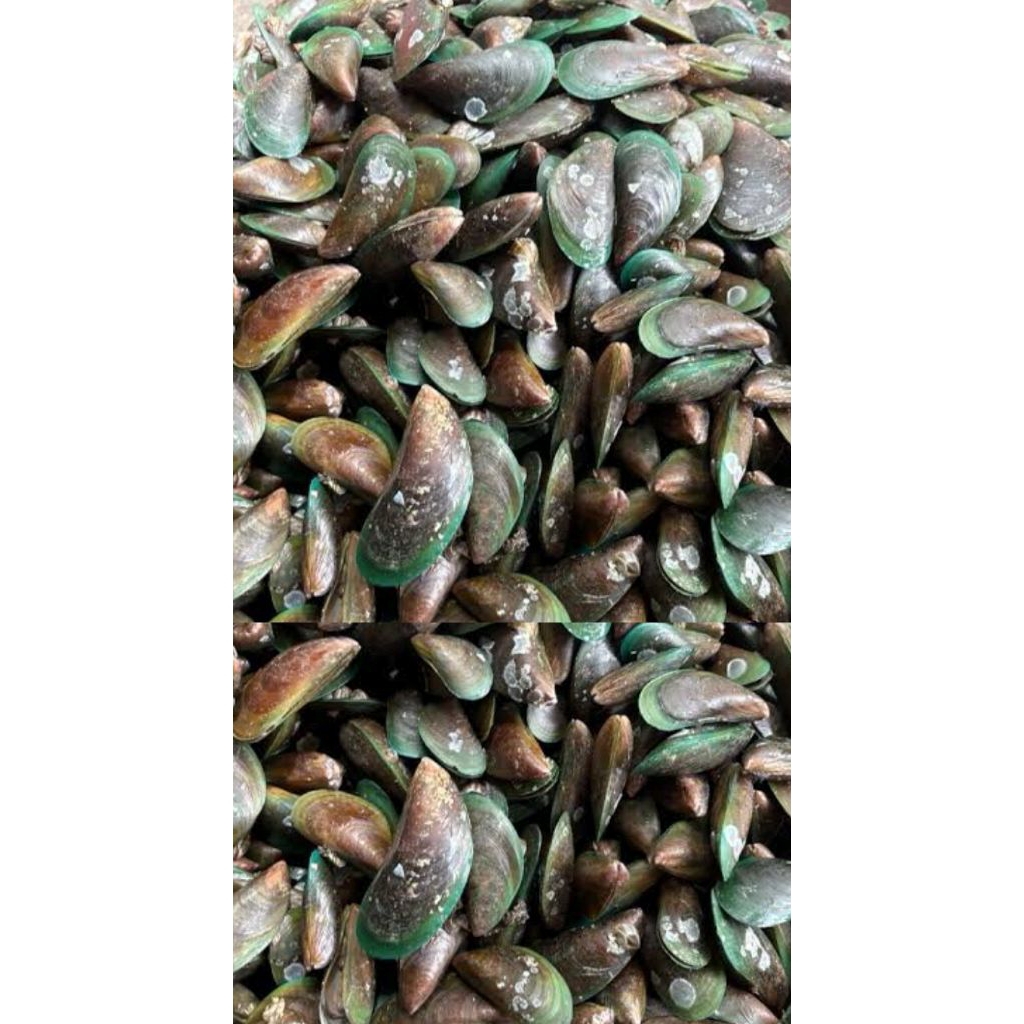 

KERANG IJO