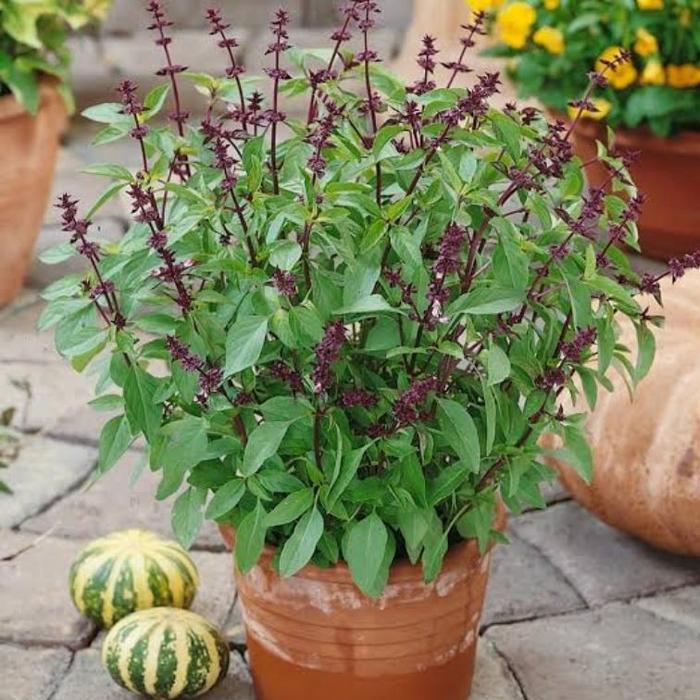 Tanaman Basil Thailand Asli / Kemangi Thailand / káu-chàn-thah / Kemangi