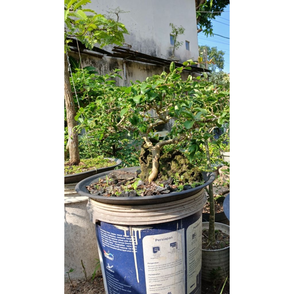 Bonsai rukem mantab