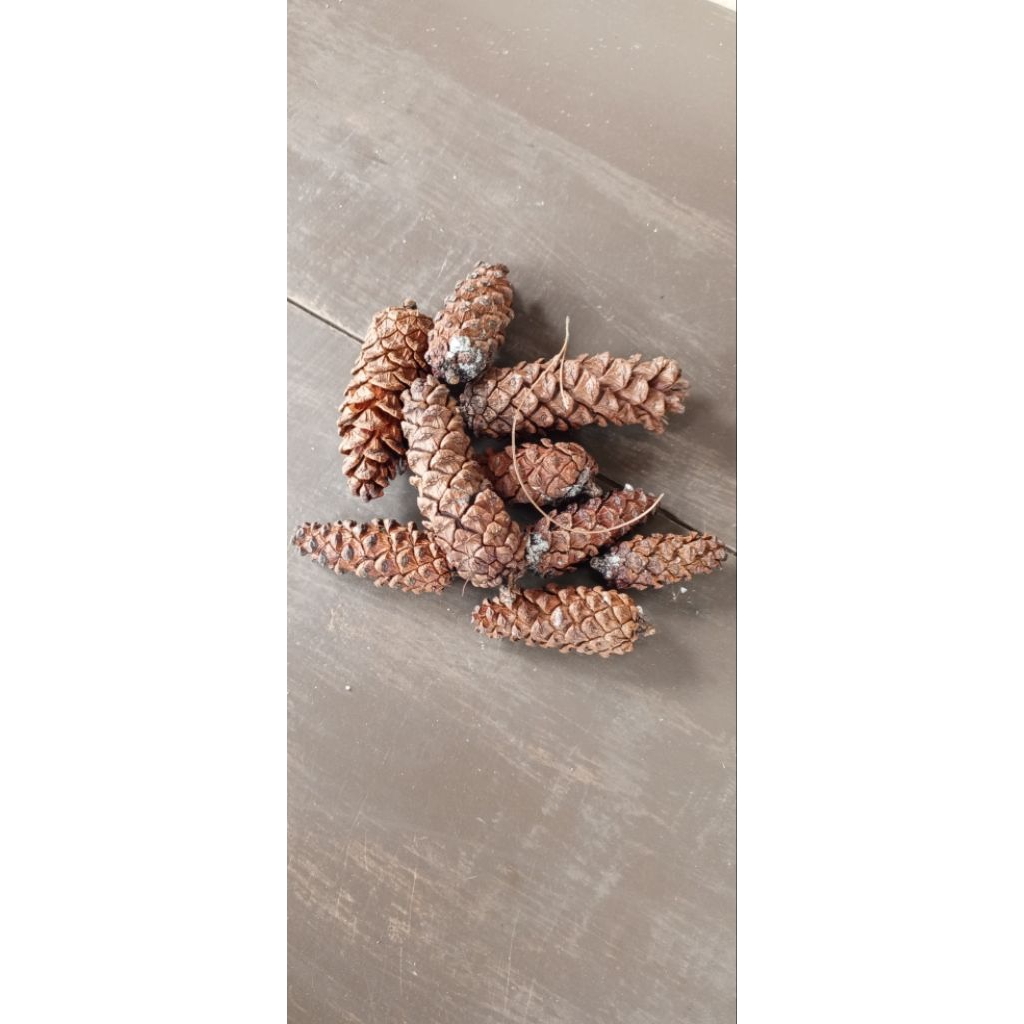 

Buah Pinus Segar Alami Serbaguna