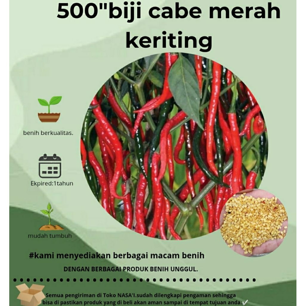 

500:>biji cabe merah keriting|cabe super