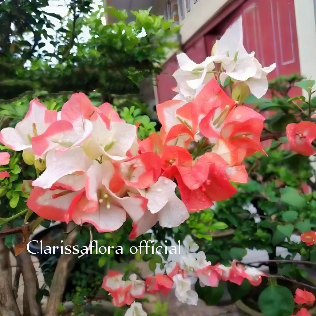 PROMO Tanaman hias bougenville maharani / pohon bunga bougenville maharani