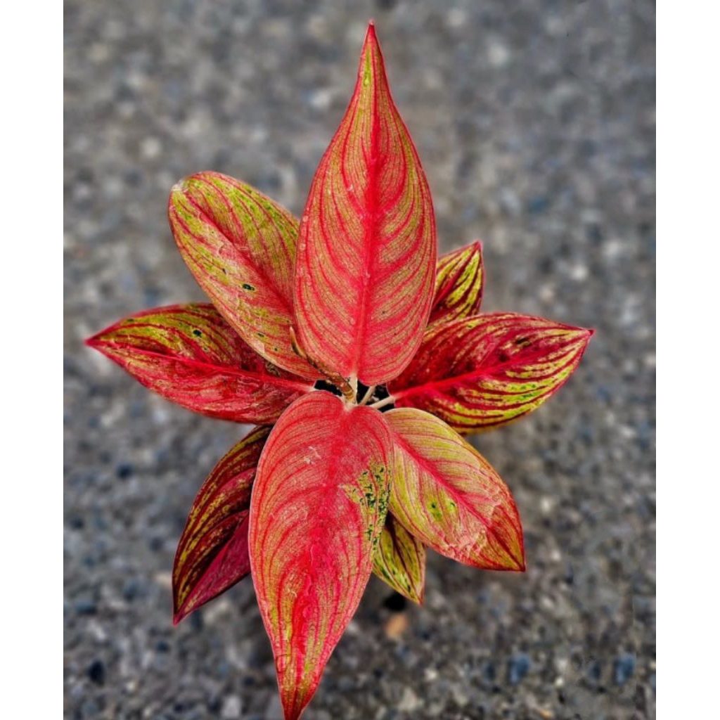 Tanaman Hias Aglonema Legacy merah bibit bonggol/bonggol aglonema Legacy berakar sehat