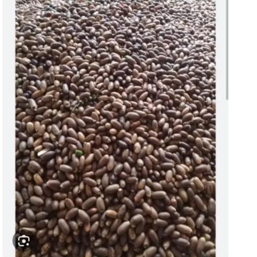 

(cod)biji melinjo impor korea 50+ biji