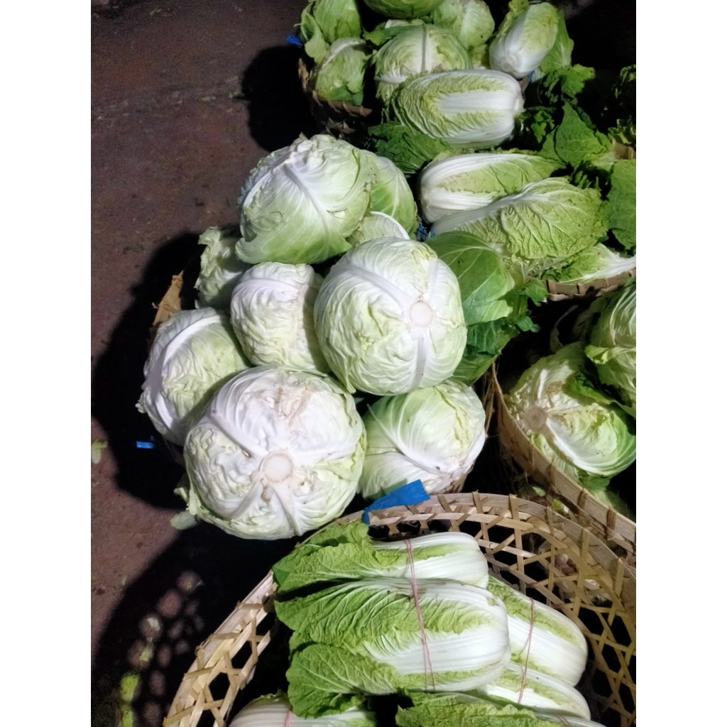 

sayur kol segar dari petani