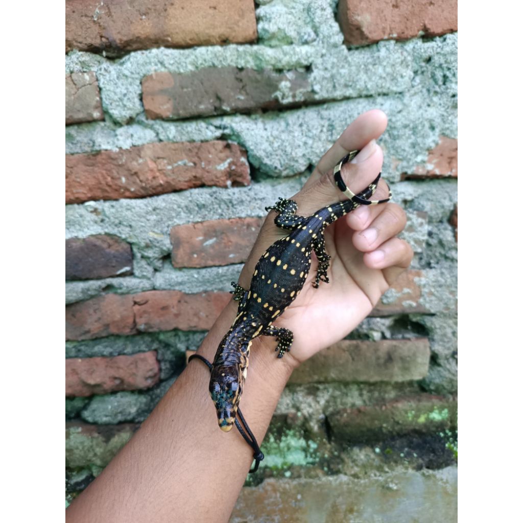 Stiker Biawak baby jinai Lucu
