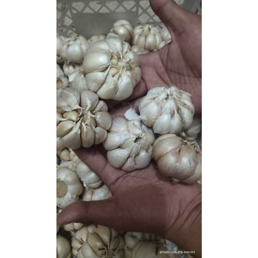 

BAWANG PUTIH 1KG MURAH HONAN BULAT BIASA BERSIH 1KG LOKAL JAWA
