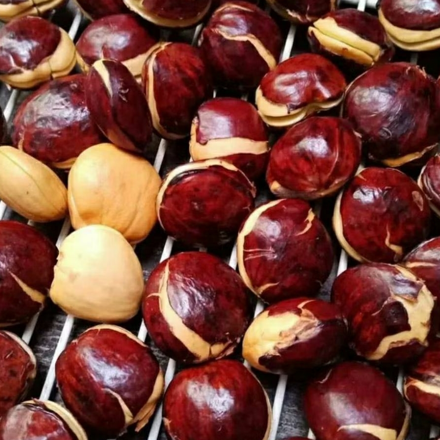 

Jengkol tua 1 kg super