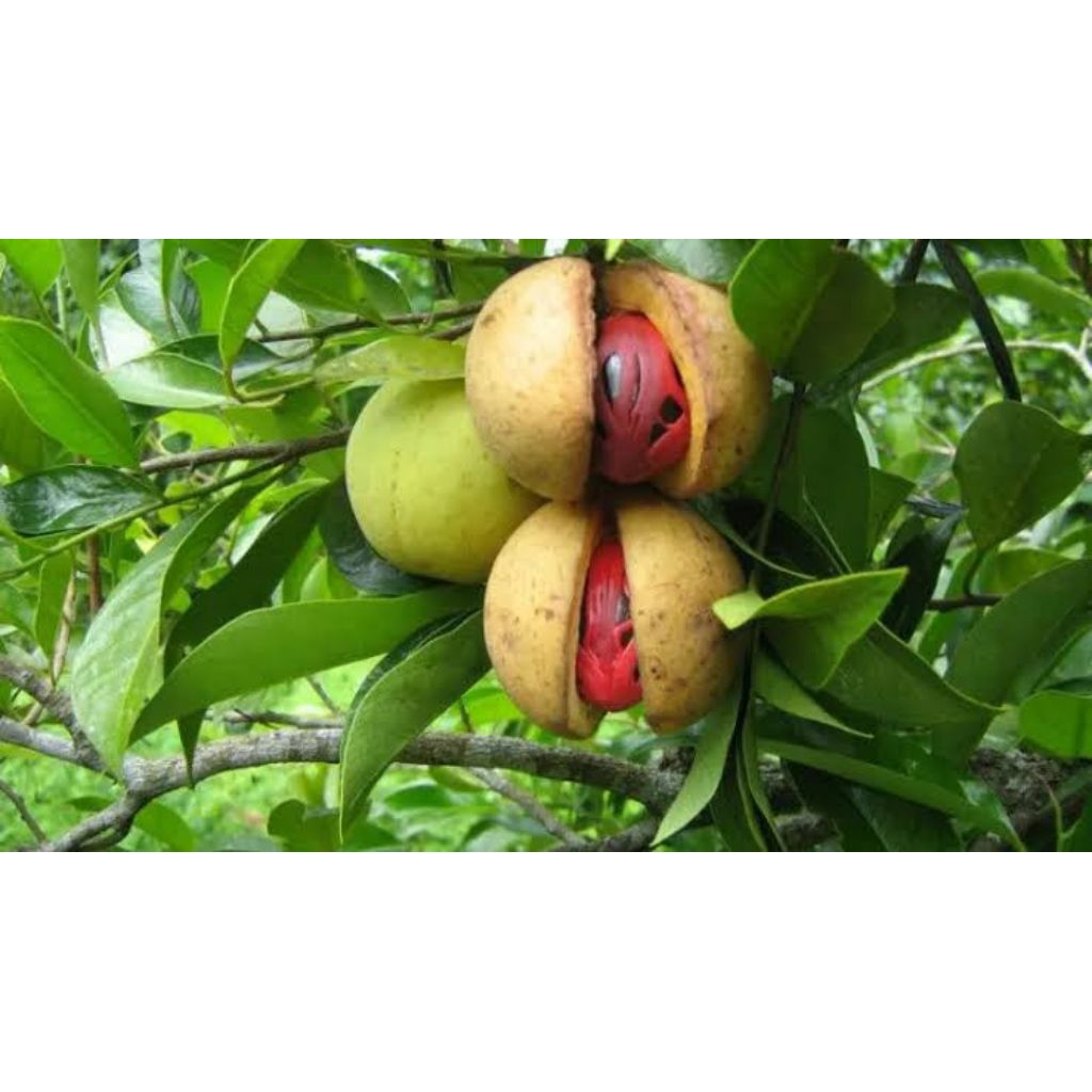 

Buah pala fress belum kupas buat bumbu dapur, bisa dibuat manisan dan mempunyai aroma khas rempah dan menyegarkan