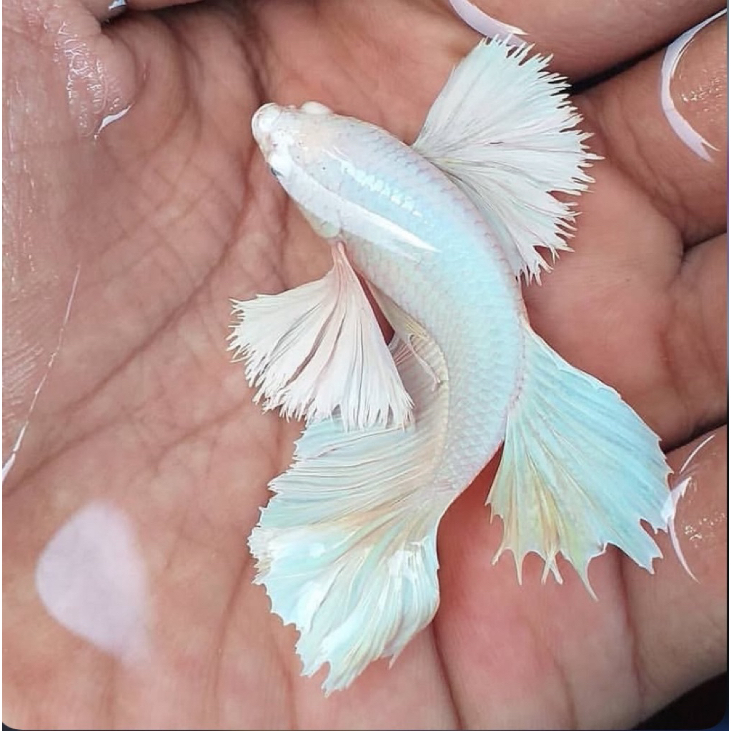 cupang big ear white platinum langka, kualitas paling bagus, istimewa