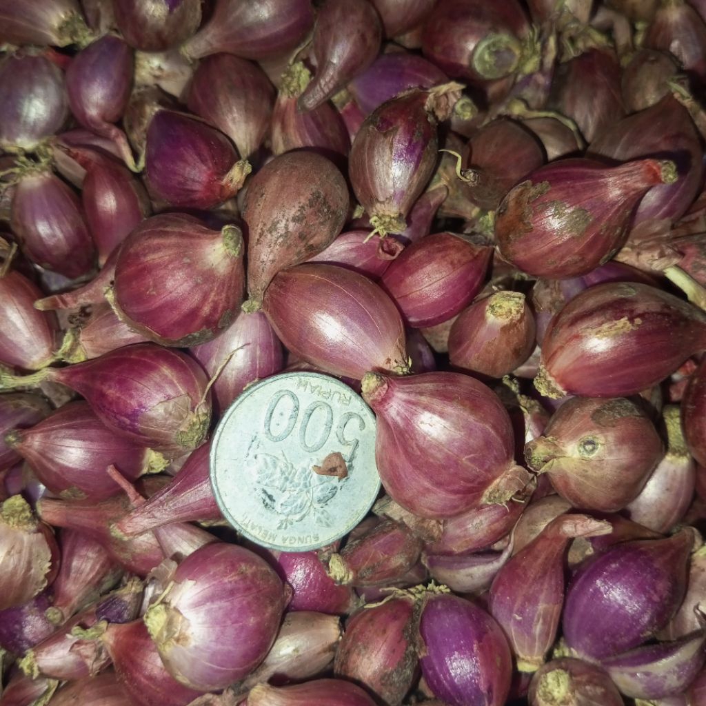 

Bawang Merah Tanggung Kecil, Kualitas super oke tidak basah