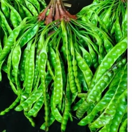 

paket pete campur tua muda mateng pohon