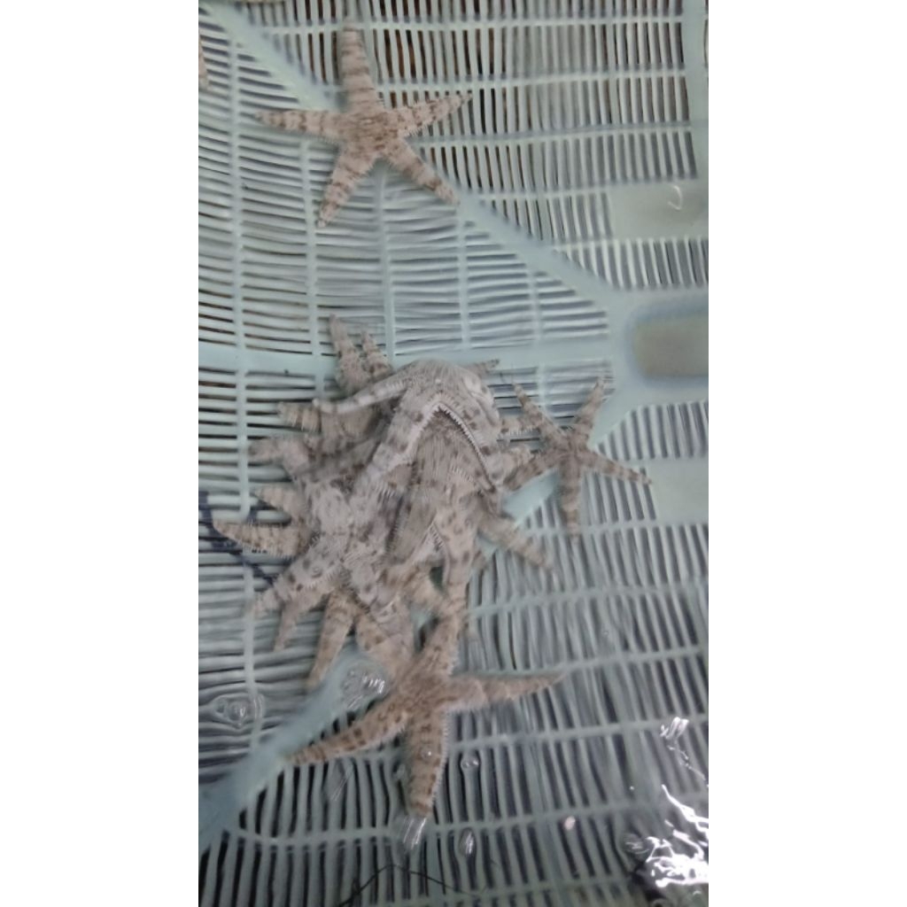 Bintang laut putih. Bintang laut pasir. Pembersih pasir