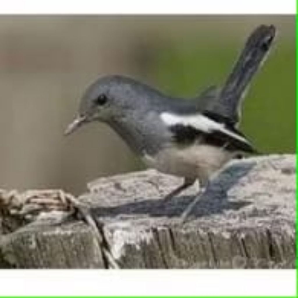 Kacer dapur betina bahan rawatan pilihan